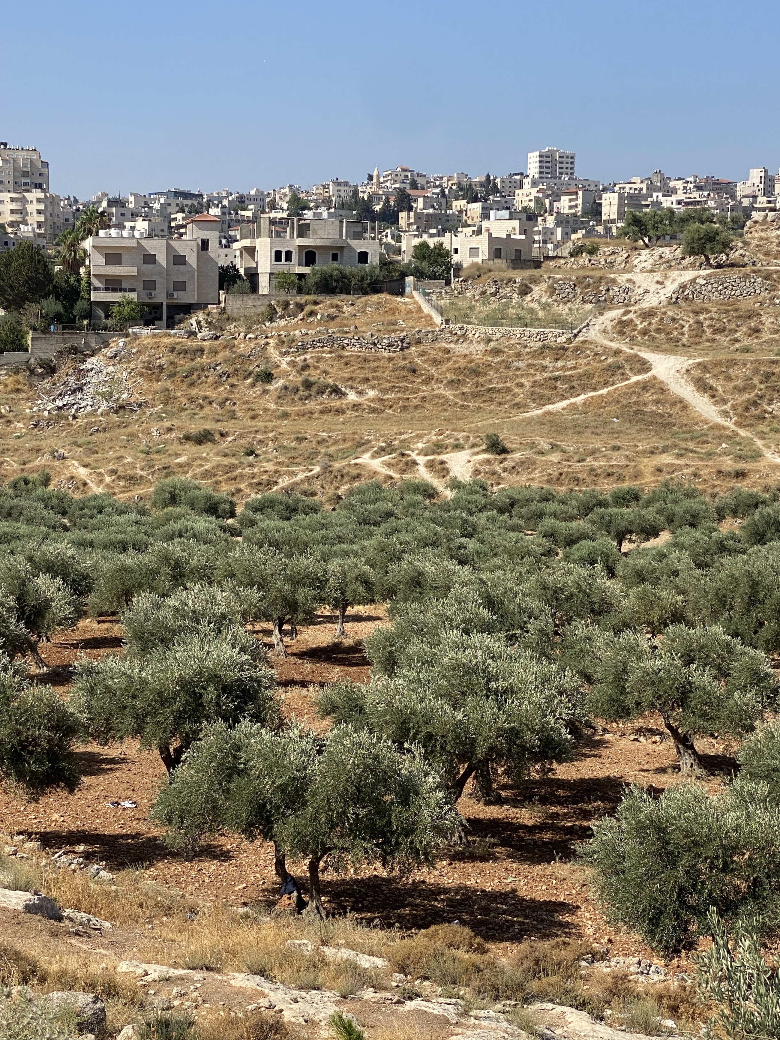 olivenlund i Palestina med veier og bygninger i bakgrunnen